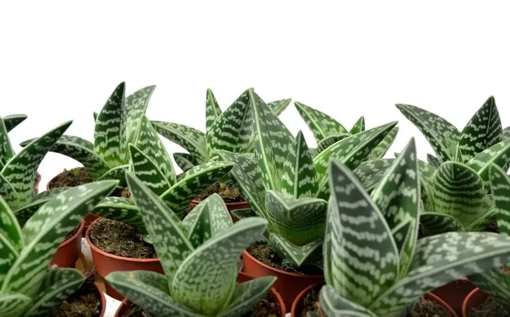 aloe-variagata-aloes-tygrysi-p8-producent-inna