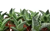 aloe-variagata-aloes-tygrysi-p8-producent-inna