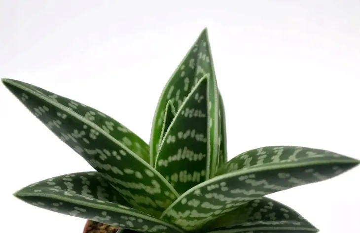 aloe-variagata-aloes-tygrysi-p8-nazwa-rosliny-aloes