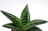 aloe-variagata-aloes-tygrysi-p8-nazwa-rosliny-aloes