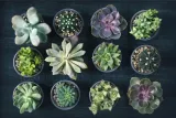 aloe-variagata-aloes-tygrysi-p8-waga-z-opakowaniem-1-kg-rodzaj-rosliny-sukulenty