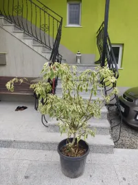 deren-pagodowy-variegata-unikat