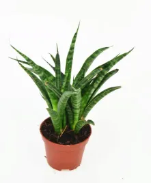 sansevieria-fernwood-punk-wezownica-p6