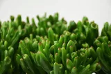 grubosz-crassula-ovata-hobbit-p12