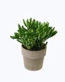 grubosz-crassula-ovata-hobbit-p12-rodzaj-rosliny-sukulenty