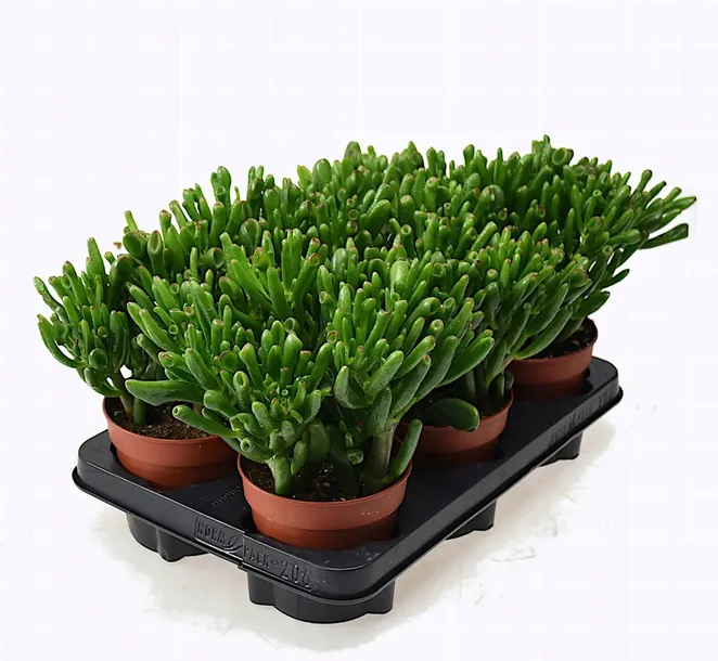 grubosz-crassula-ovata-hobbit-p12-waga-z-opakowaniem-1-kg