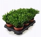grubosz-crassula-ovata-hobbit-p12-waga-z-opakowaniem-1-kg