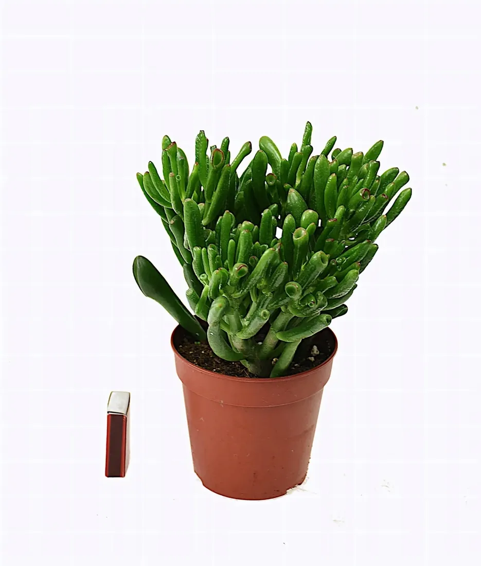 grubosz-crassula-ovata-hobbit-p12