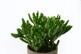 grubosz-crassula-ovata-hobbit-p12-stan-opakowania-oryginalne