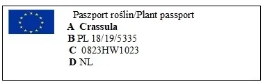 grubosz-crassula-ovata-hobbit-p12-kod-producenta-2160