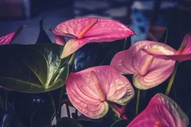 anturium-rozowe-anthurium-joli-pink-p12