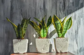 sansevieria-futura-superba-wezownica-40-cm-p12