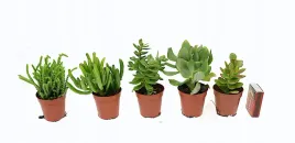 crassula-zestaw-5-szt-8-12-cm-mix-nr-1-p5