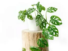 monstera-monkey-mask-piekna-dziurawa-18-cm-p5