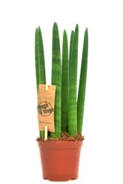 sansevieria-cylindricasansewieria-wezownica-30cm-p10
