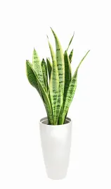 sansewieria-laurentii-wezownica-sansevieria-p14