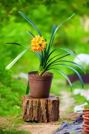 kliwia-pomaranczowa-cynobrowa-clivia-miniat-50-cm-p13