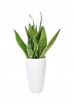 sansewieria-sansevieria-white-snow-p14