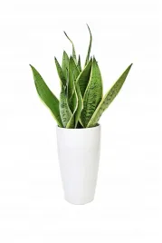 sansewieria-sansevieria-white-snow-p14