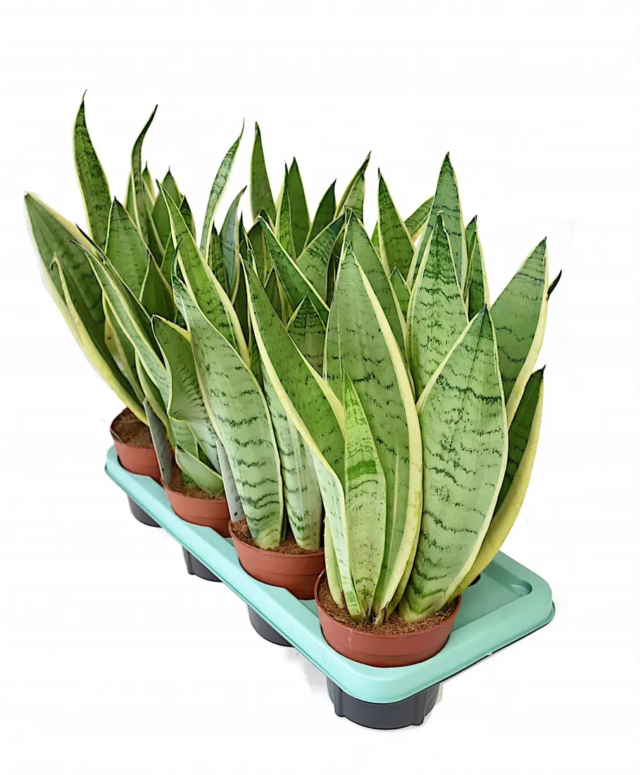 sansewieria-sansevieria-white-snow-p14