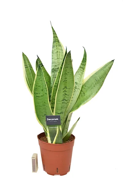 sansewieria-sansevieria-white-snow-p14-waga-z-opakowaniem-2-kg