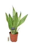 sansewieria-sansevieria-white-snow-p14-waga-z-opakowaniem-2-kg