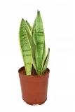 sansewieria-sansevieria-white-snow-p14-roslina-w-postaci-sadzonka-w-pojemniku-do-05l