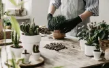 sansewieria-sansevieria-white-snow-p14-kod-producenta-2050