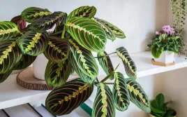 maranta-leuconeura-fascinator-tricolor-p12-23-cm