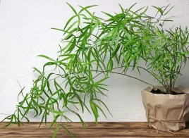 asparagus-falcatus-szparag-sierpowaty-p12
