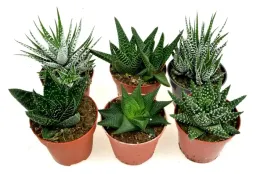 haworthia-zestaw-6-szt-duze-12-15-cm-mix-nr-2-p8