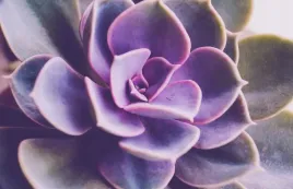 echeveria-pearl-von-nurnberg-duza-i-piekna-p8