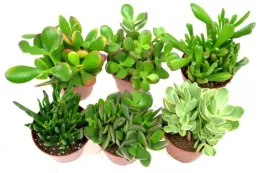 crassula-zestaw-6-szt-13-16-cm-mix-nr-2-p8