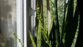 sansevieria-zeylanica-sansewieria-wezownica-50-cm-p14-cm