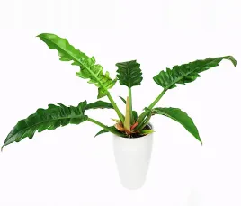 filodendron-tygrysi-zab-philodendron-narrow-escape-p14