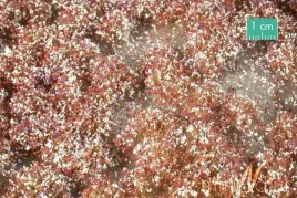 tuft-poznojesienna-kwitnaca-roslinnosc-1-15x4-cm