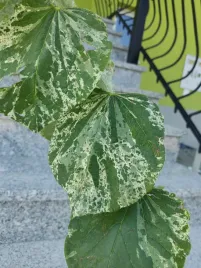 judaszowiec-kanadyjski-alley-cat-cercis-canadensis