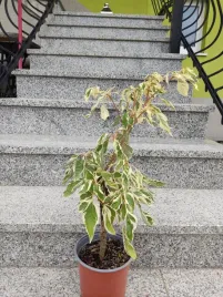 deren-pagodowy-variegata-unikat
