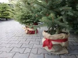 worek-jutowy-wori-jutowe-60x80-oslona-doniczki-choinka-swiateczny-ozdobny
