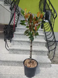 magnolia-grandiflora-little-gem-na-pniu