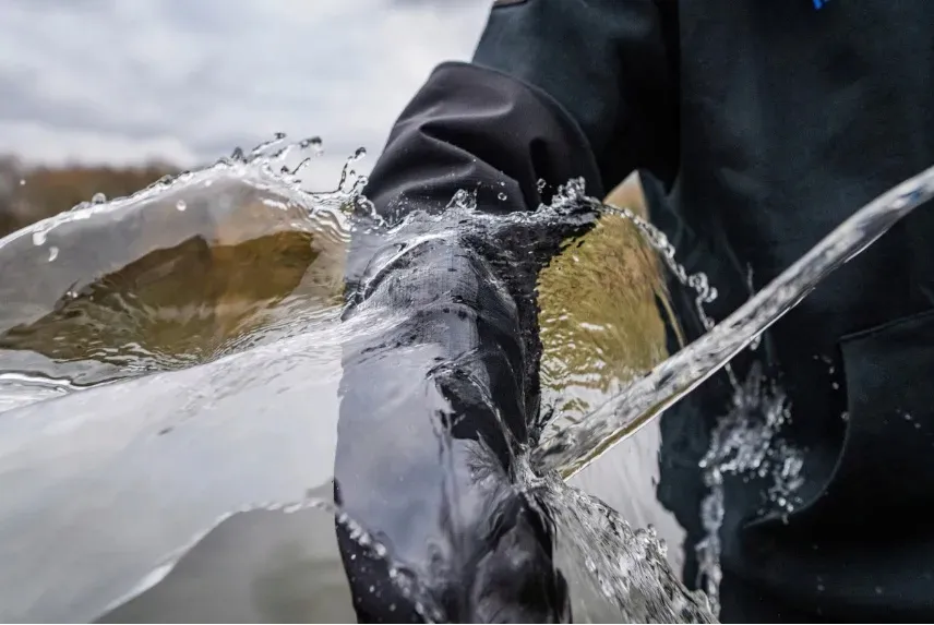 bluza-preston-hydrotech-pullover-hoodie-roz-m