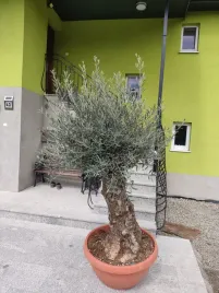 oliwka-europejska-bonsai