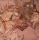 liquid-nash-salted-sqiud-500ml-marka-nash