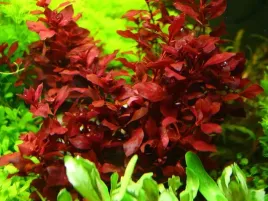 rosliny-do-akwarium-ludwigia-mini-super-red-xl