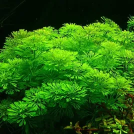latwa-limnophila-sessiliflora-rosliny-do-akwarium