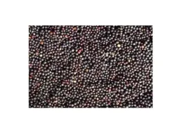 rzepak-dla-golebi-papug-kanarkow-5-kg