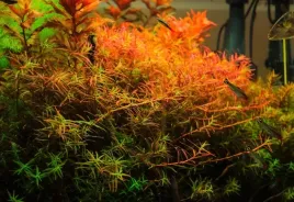 rosliny-do-akwarium-rotala-h-ra-piekna-rarytas