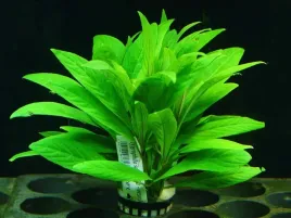 rosliny-do-akwarium-hygrophila-salicifolia-latwa