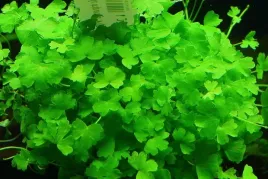 rosliny-hydrocotyle-tripartita-japan-latwy-trawnik