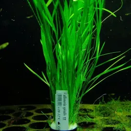 rosliny-do-akwarium-vallisneria-spiralis-latwa-xl